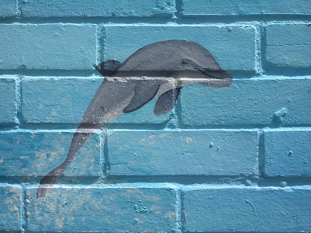 Close up of Dolphin Mural