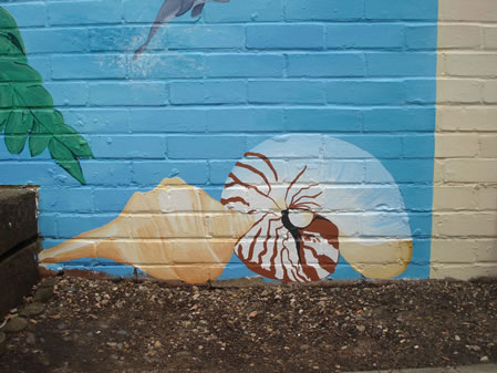 Close up of giant sea shells