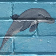 Close up of Dolphin